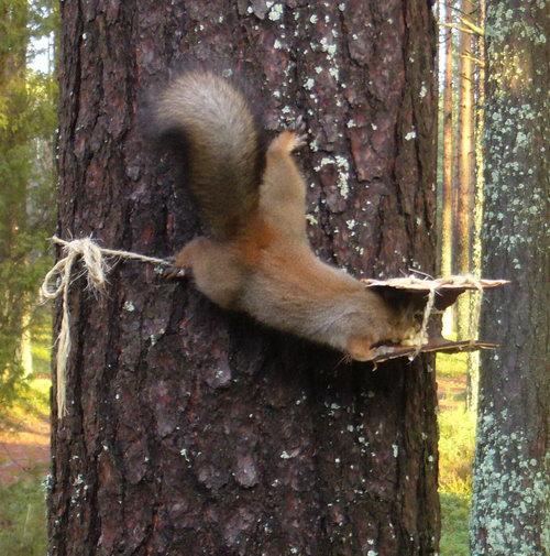 Európai mókus, közönséges erdeimókus vagy vörös mókus  Orava   Sciurus vulgaris