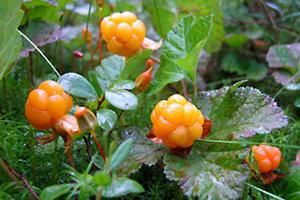 Suomuurain, lakka (Rubus chamaemorus), mocsári hamvas szeder