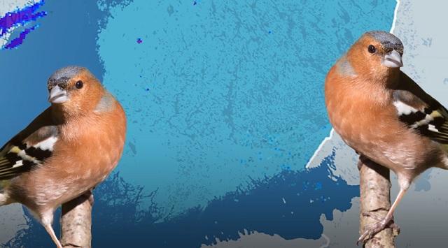 Madárvonulás a meteorológiai radaron Finnországban