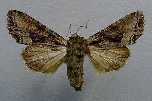 A ritkaságok közé tartozik az éjjeli lepkék rendjébe tartozó a suotarhayökkönen (Lacanobia w-latinum)